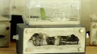 Ant Keeping : What To Expect