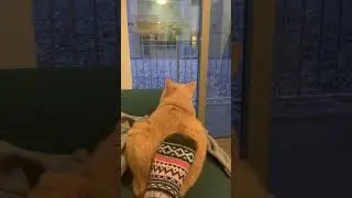 Tickling My Cat with A Sock