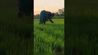 hamara gaw🌳🥹 #village #panditdani #gularikefhulwa #bihari #mithila #gaw #farmer #emotions #trending