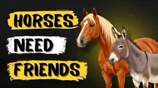 Why Horses Don’t Care What Species Their Friends Are