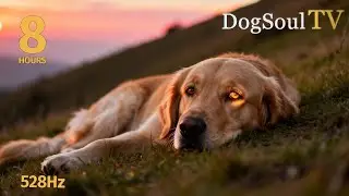 SOUL MUSIC FOR DOGS | 8 Hours Deep Relaxation & Healing Therapy 🐕💙