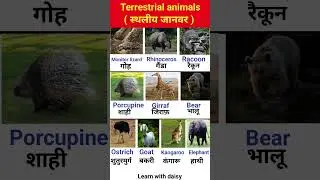 Terrestrial animals