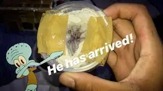 My Pumpkin Patch TARANTULA&rsquo;s FIRST boyfriend is HERE !!! ~ Tarantula UNBOXING