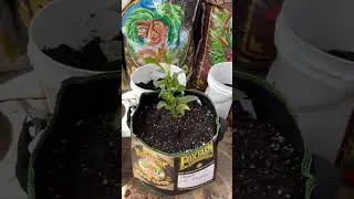 Fox Farm Soil Challenge Hapet Old Charm