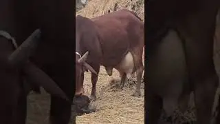 Cholistani Cow