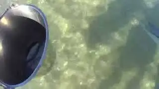 baby dolphin, Missel, cries for mother, Nicky- Australia