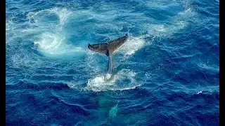 Hassled Humpback throws her weight around with Pushy Males