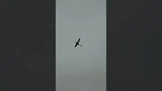 SHOTKAM gen 3 gen 4 Duck Hunting