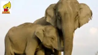 Elephant Sound Effects   Animal Sounds =  animal  Sound for Children