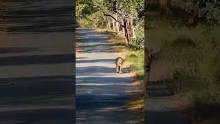 Triger🐯 Wild Karnataka #reels #travel #trending #tiger #shorts #shortvideo #status #karnataka
