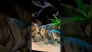 uh oh Angels Fish Fight &ldquo;thats my girl&rdquo; #fishonfishviolence #angelfish #beef #squadup #thatsmygirl