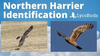 How to Identify a Northern Harrier - Raptor Identification