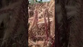 Purple Fountain Grass | YouTube Shorts