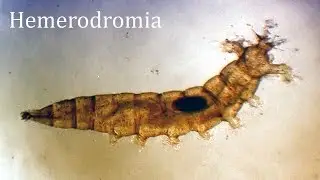Hemerodromiinae larvae
