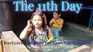 Preparing Giant Crayfish Tanks With Banana Stalks, Excited agad sila, Swimming pool ba ito or Pond?