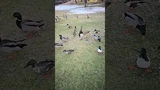 Canadian goose pecks a northern shoveled duck in slow motion.