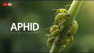 Aphid | The Tiny Insect That Controls Entire Ecosystems