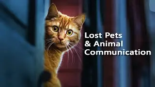 Animal Communication Basics : Lost Cases & Animal Communication