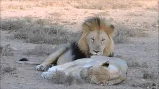 Great view of Lion fleming grimace
