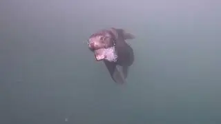 Pelagics and face to face with the Sea lion that scared me at Breakwater Wall, Monterey, California