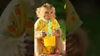 monkey drink orange juice #monkey #ai #cute #veo3 #funny #comedy
