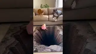 Chihuahua Thinks It Is Falling Into Deep Hole  #viral #funnyvideos #trending