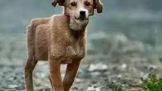 Minecraft Tiere