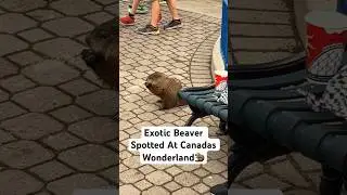 Wonderland Beaver🦫#shortsvideo #shorts #short #beaver #wonderland #exotic #animal#scarboroughmadejs