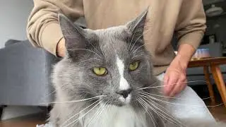 norwegian cat purring brushing