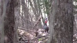 Hard Gobbling Eastern Falls for Wing Bone Call