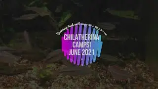 Chilatherina campsi 2021