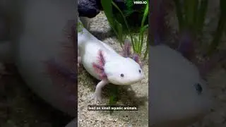 Axolotl - can regenerate lost body parts.