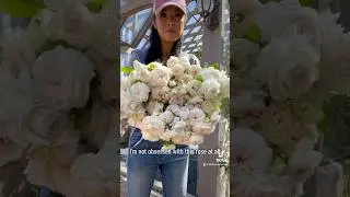 The rose that started my rose farming journey - Earth Angel rose!