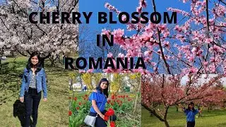 #tulip#spring#cherryblossom||Beautiful Cherry Blossom (Sakure Flowers)||Tulip in Spring 2021(Hindi)|