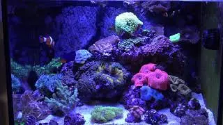 #BRStvReacts 40 Gallon Nuvo Fusion