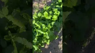 Health benefits of turnip greens # green week 🥬