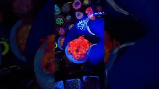 zoa tip merah