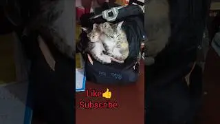Leo honey cats sleeping time/ catshorts/ cat videos #catshorts #catlovers #cutecat