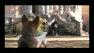 Cool Dog Highlights