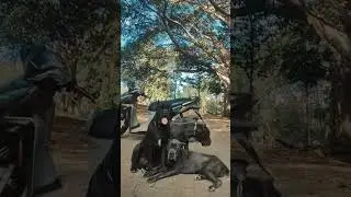 pyin oo lwin cane corso lover 09680265353