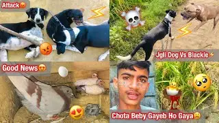 Chota Beby Gayeb Ho Gaya 🥺😫Jgli Dog Vs Blackie 😡⚡️#desipegion143 #saport 