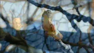 Вместо стрима.Карантин Как быть счастливым Quarantine How to be happy