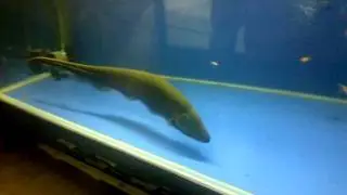 Gold-Line Knifefish, Golden Classic Aquarium