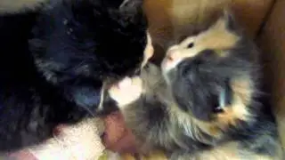 Kittens @ Barrie Branch OSPCA: 1 of 2