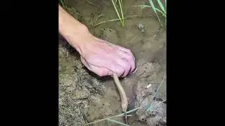 晚上到稻米田边去捉鳝鱼