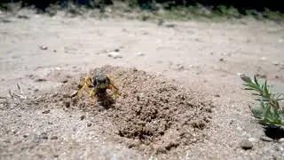 Beewolf Digging