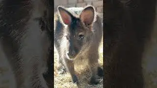 Acacia&rsquo;s dreamy lashes, wiggly ears and teeny-tiny snoot are the definition of adorable overload.