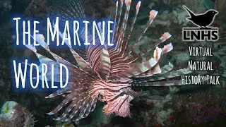The Marine World