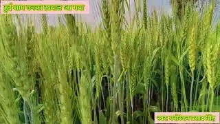 हुई शाम उनका ख़याल। मनोरंजन प्रसाद सिंह। मोहम्मद रफी। लक्ष्मीकांत प्यारे लाल। मजरुह सुल्तानपुरी। 