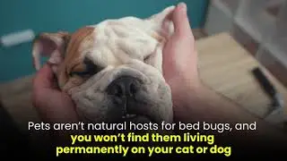 Can Pets Bring Bed Bugs Into Your Home? | The Bed Bugs Experts
